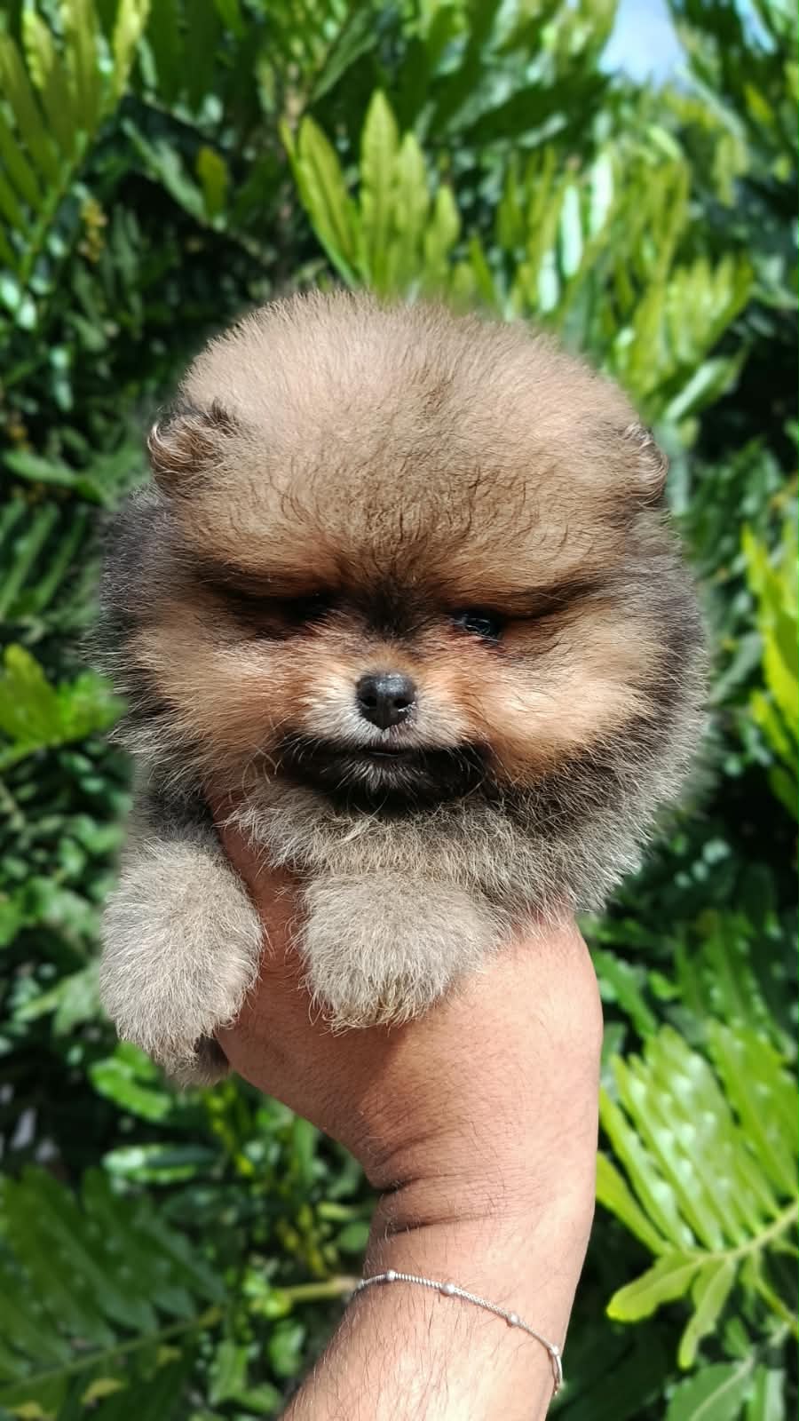 Filhote de Lulu da Pomerânia em retrato ao ar livre