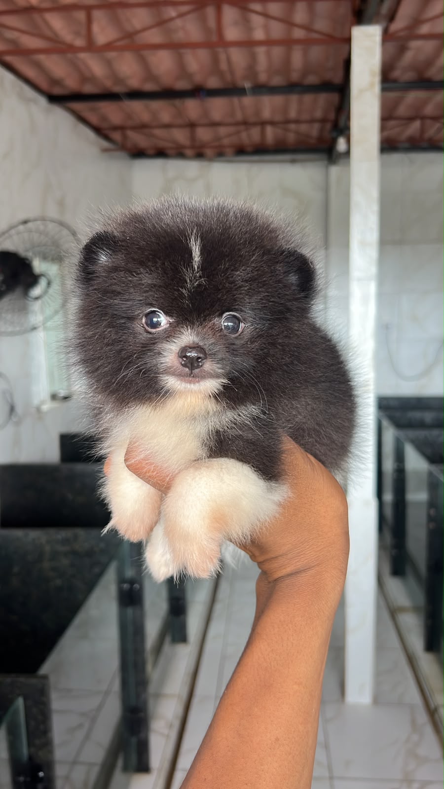 Filhote de Lulu da Pomerânia preto e branco